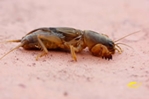 grillo topo